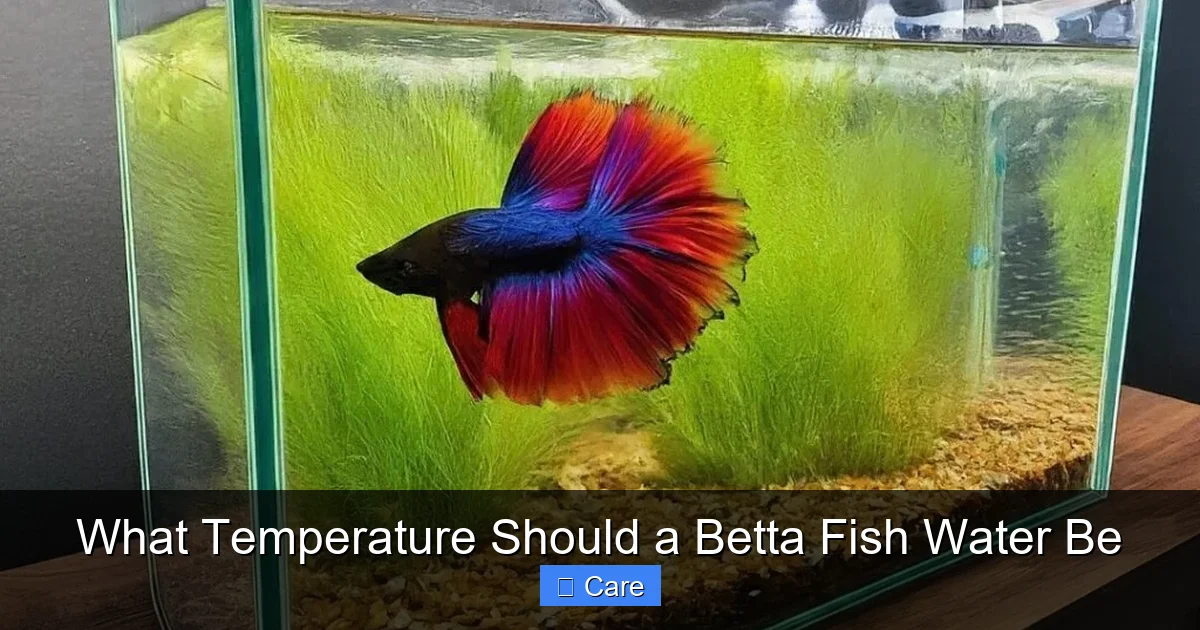 What Temperature Should a Betta Fish Water Be