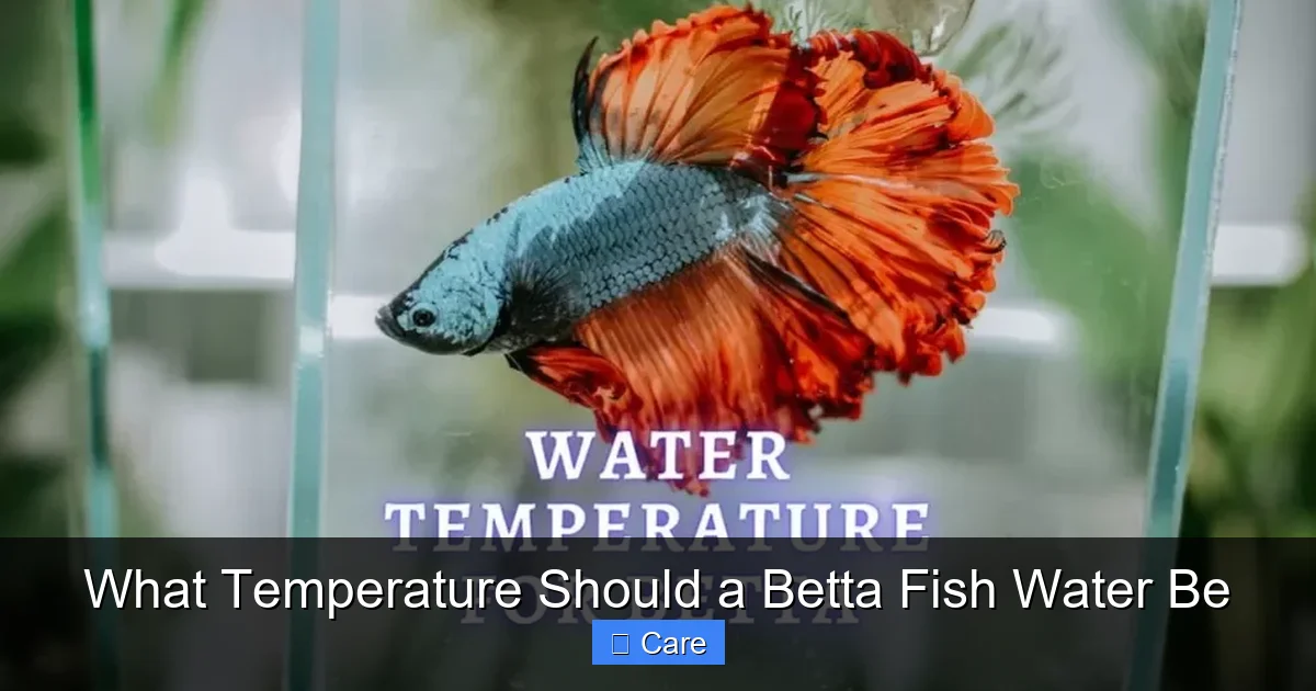 What Temperature Should a Betta Fish Water Be