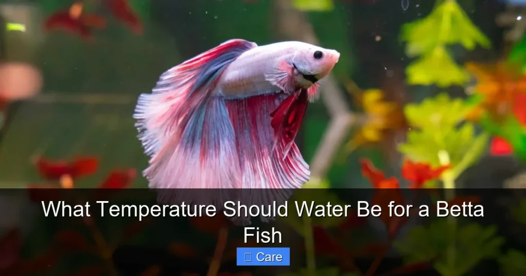 What Temperature Should Water Be for a Betta Fish