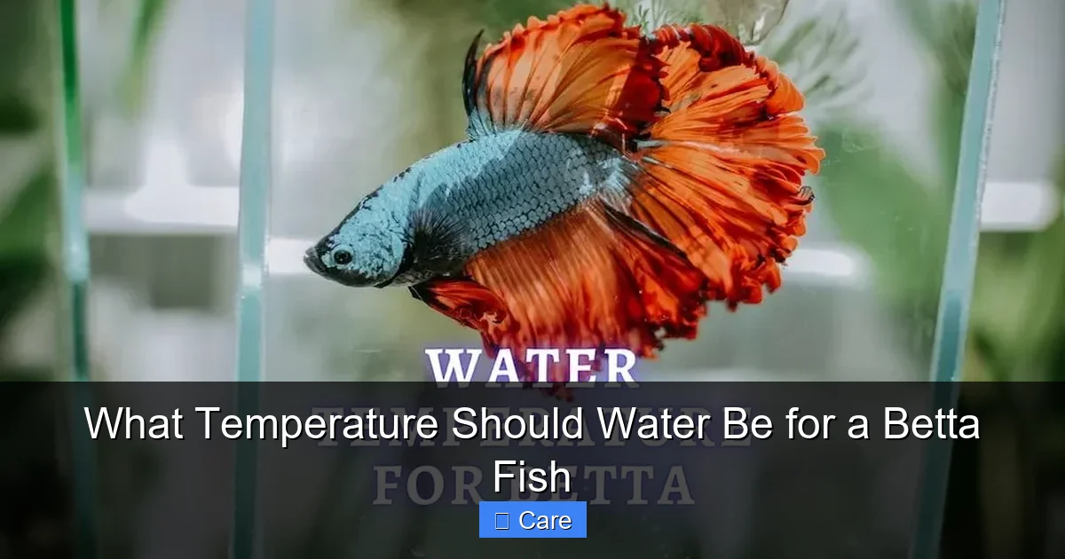 What Temperature Should Water Be for a Betta Fish