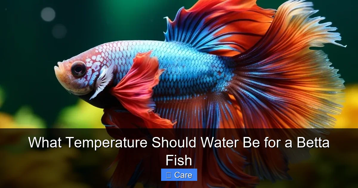 What Temperature Should Water Be for a Betta Fish