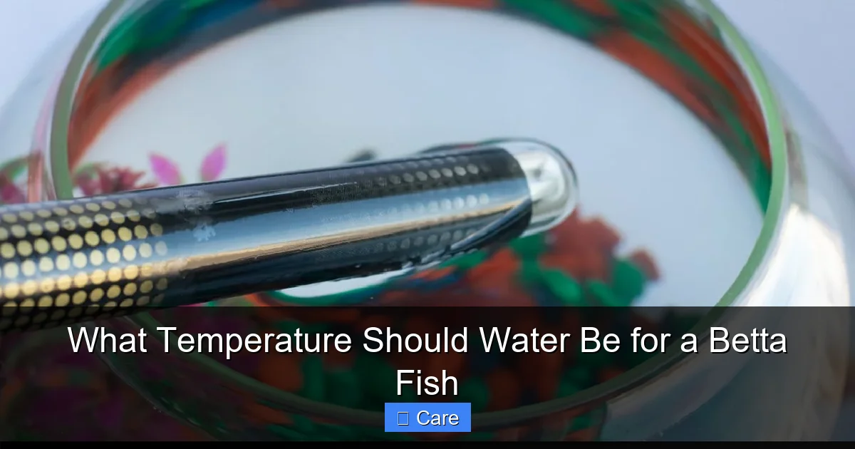 What Temperature Should Water Be for a Betta Fish