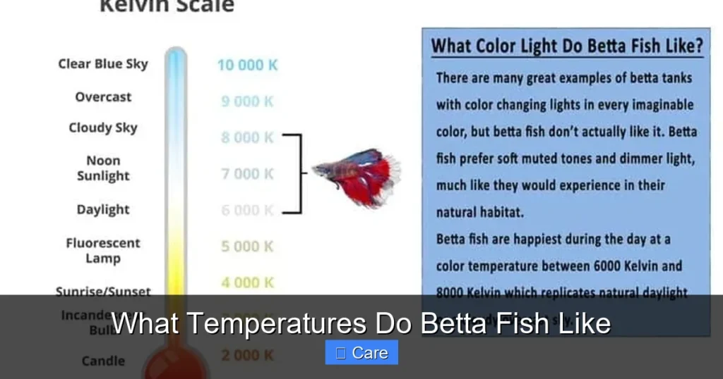 What Temperatures Do Betta Fish Like