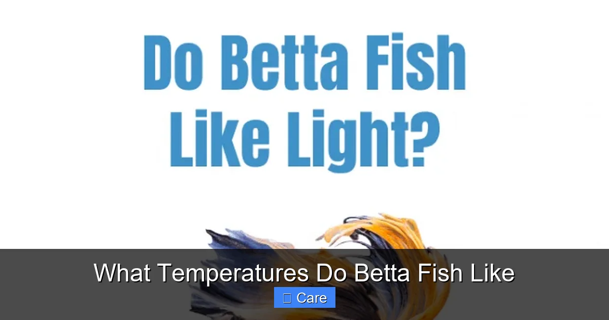 What Temperatures Do Betta Fish Like