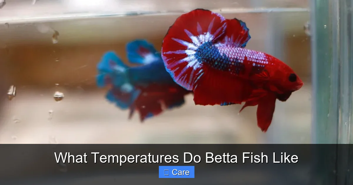 What Temperatures Do Betta Fish Like
