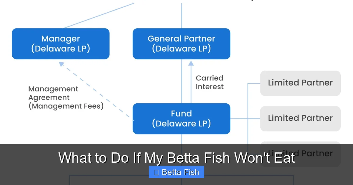 What to Do If My Betta Fish Won't Eat