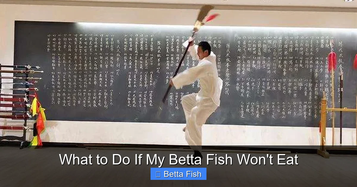 What to Do If My Betta Fish Won't Eat