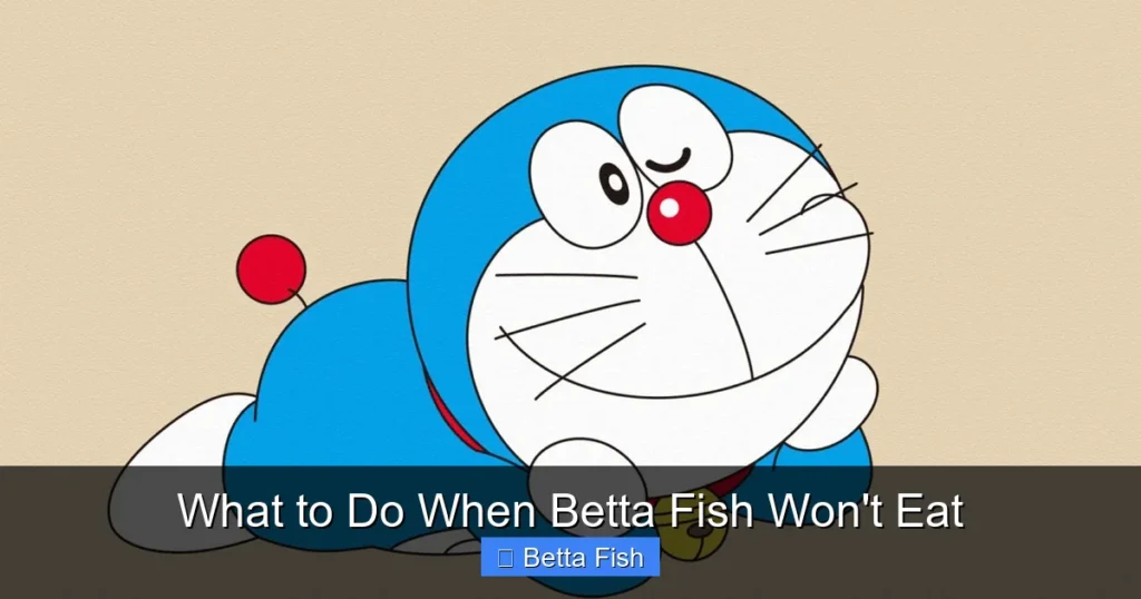 What to Do When Betta Fish Won't Eat