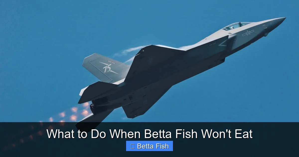 What to Do When Betta Fish Won't Eat