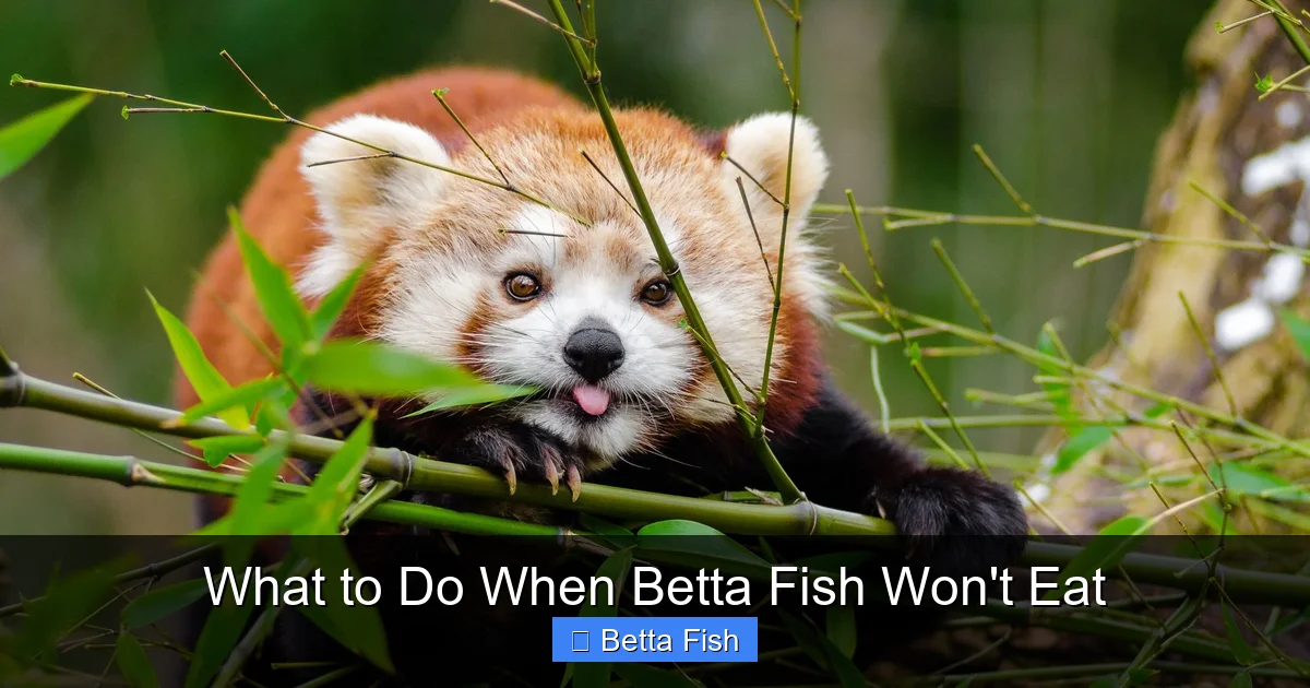 What to Do When Betta Fish Won't Eat