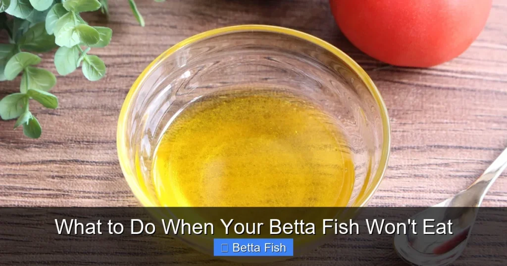 What to Do When Your Betta Fish Won't Eat