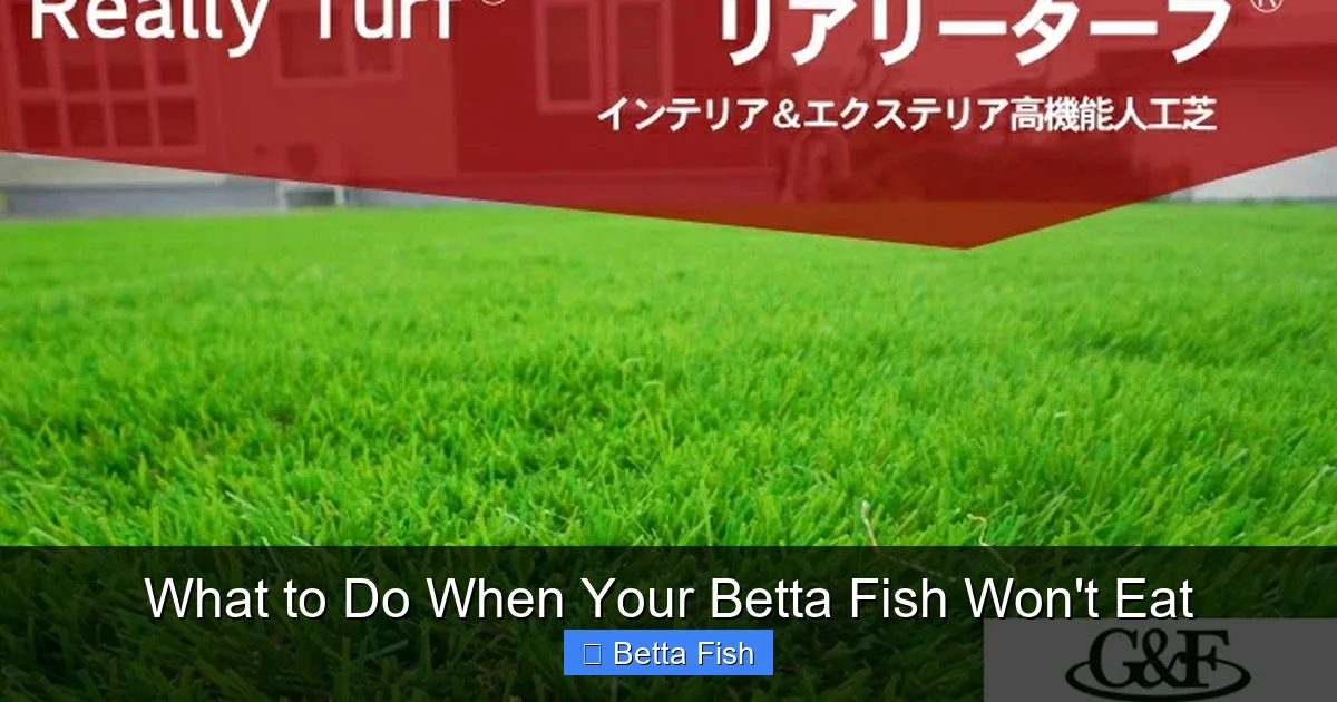 What to Do When Your Betta Fish Won't Eat