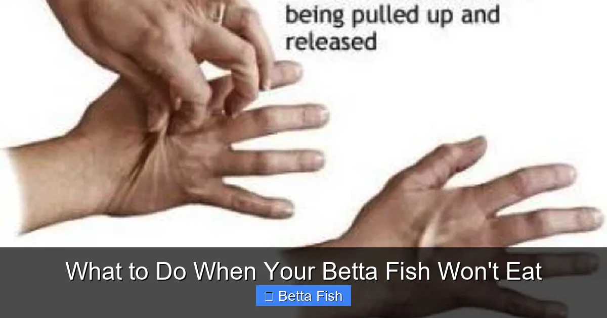 What to Do When Your Betta Fish Won't Eat