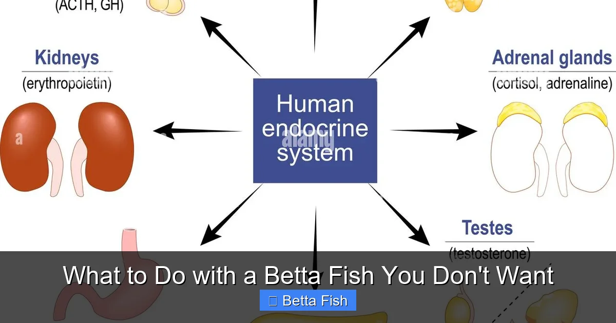 What to Do with a Betta Fish You Don't Want