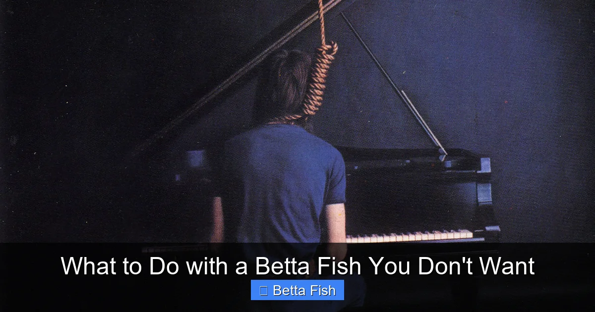 What to Do with a Betta Fish You Don't Want