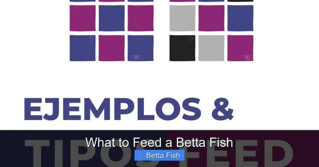 What to Feed a Betta Fish