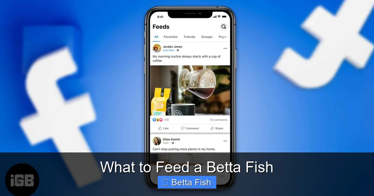 What to Feed a Betta Fish