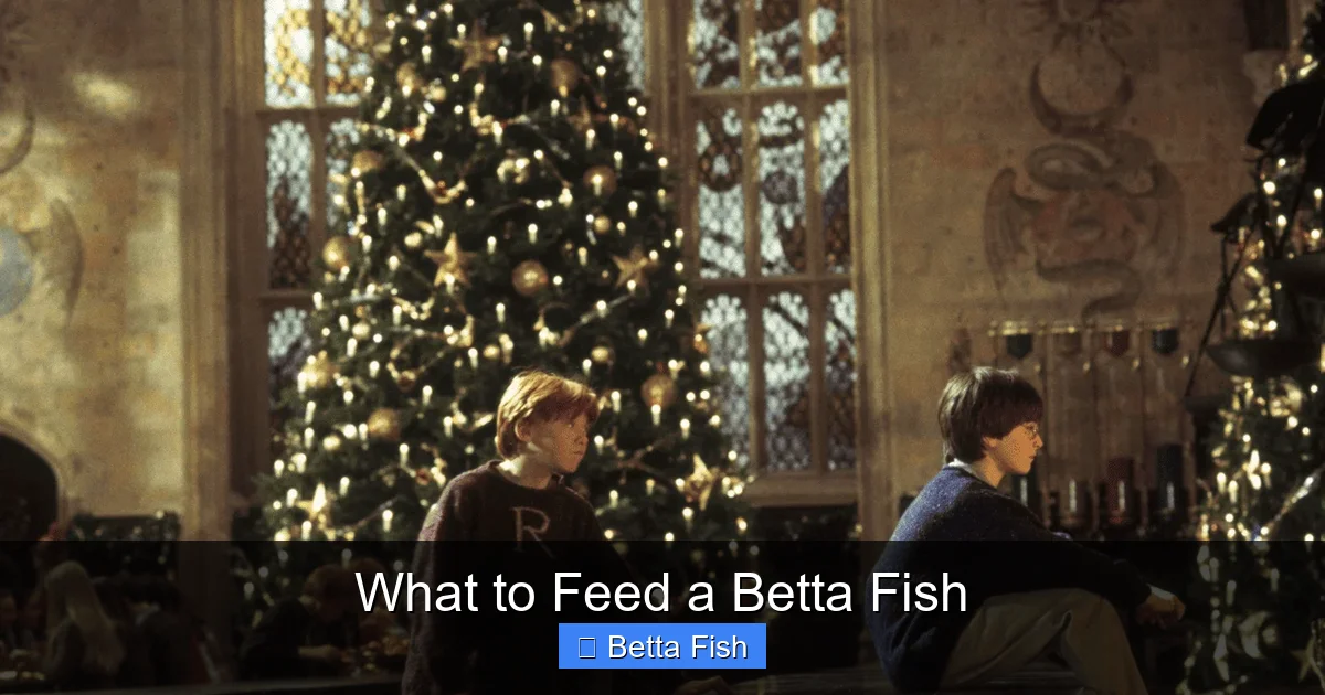 What to Feed a Betta Fish