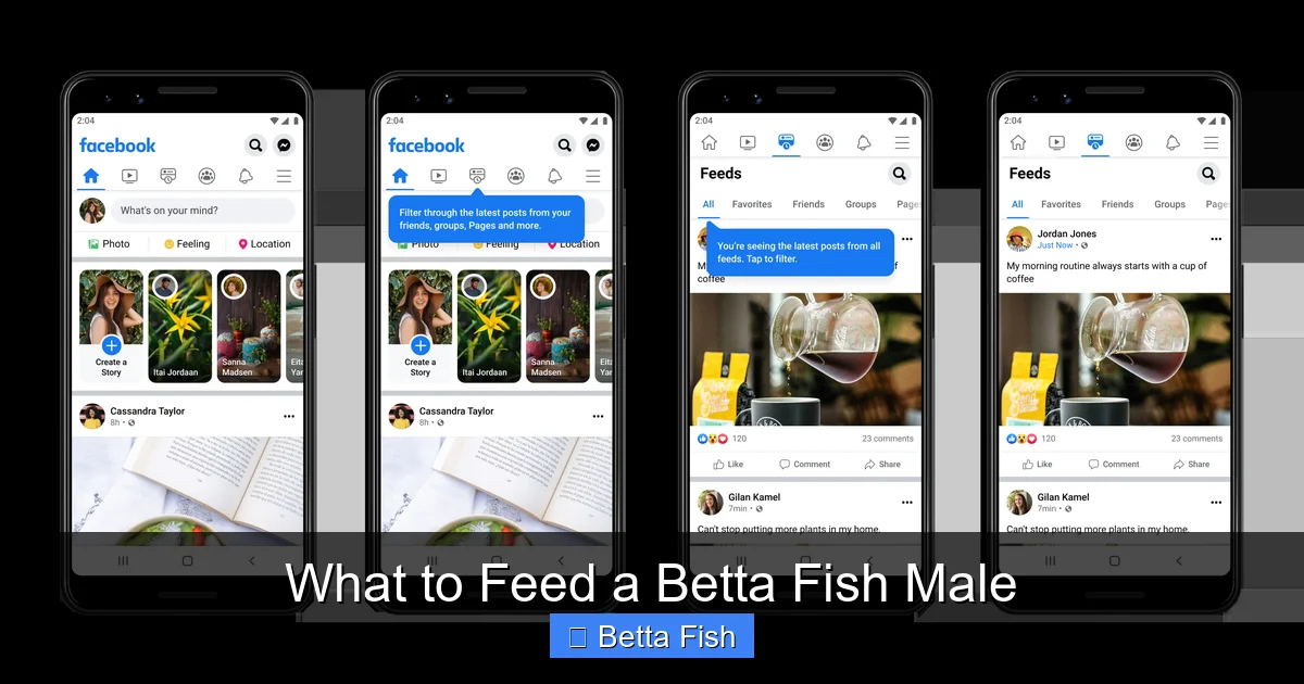 What to Feed a Betta Fish Male