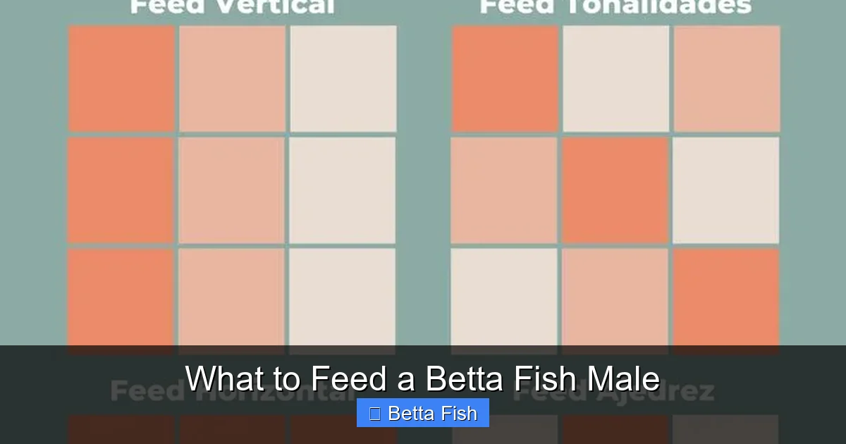What to Feed a Betta Fish Male