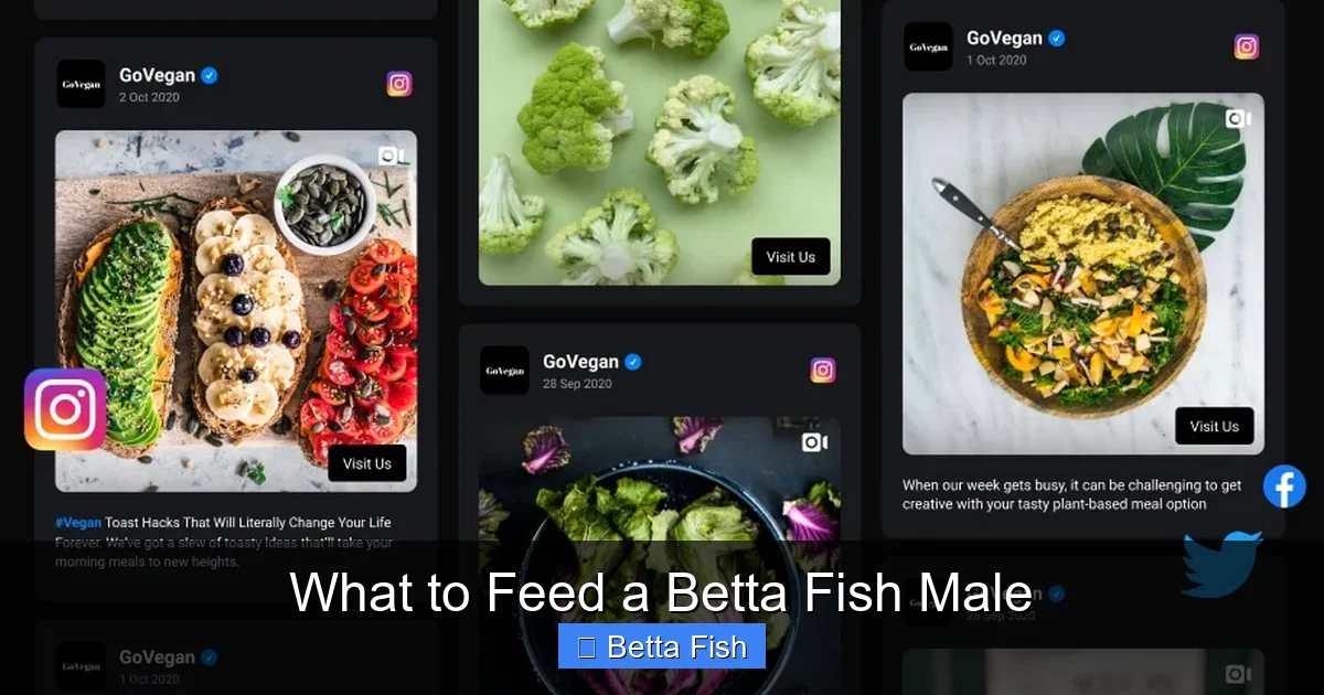 What to Feed a Betta Fish Male