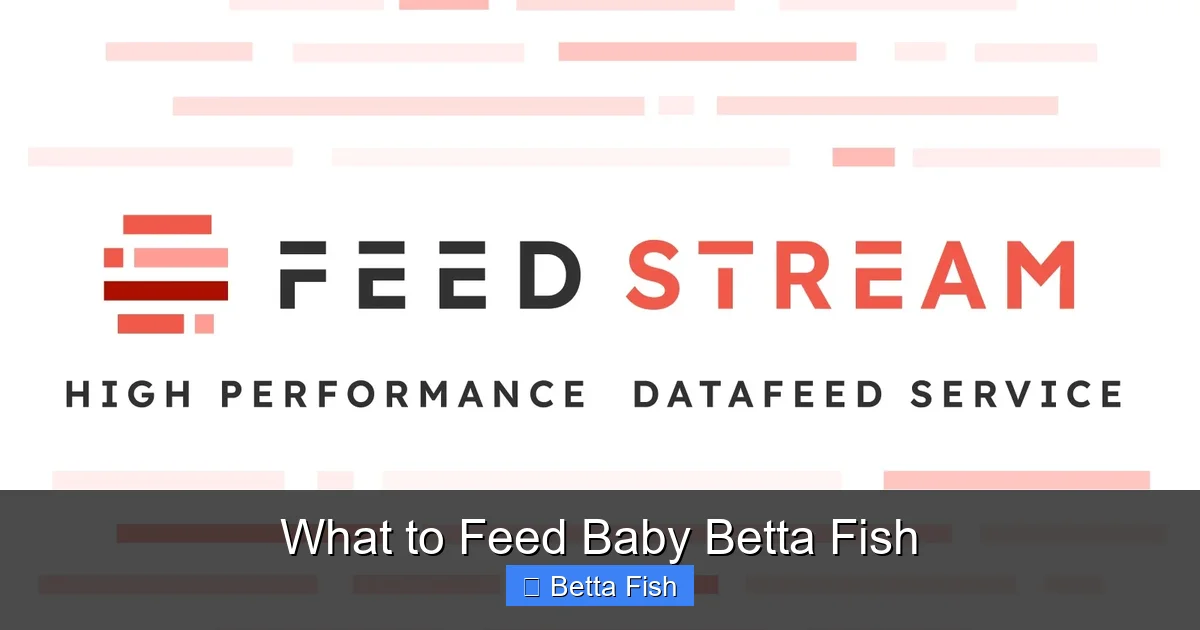 What to Feed Baby Betta Fish