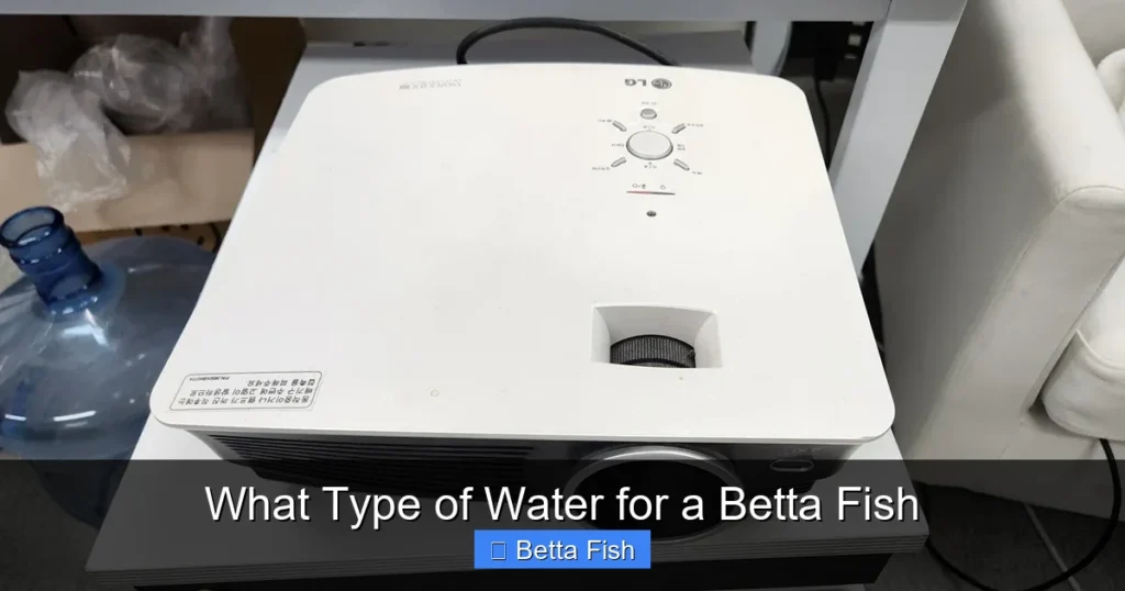 What Type of Water for a Betta Fish
