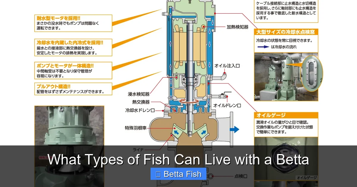 What Types of Fish Can Live with a Betta