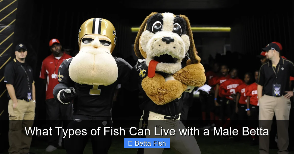 What Types of Fish Can Live with a Male Betta