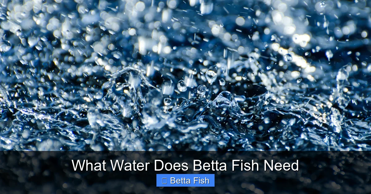 What Water Does Betta Fish Need
