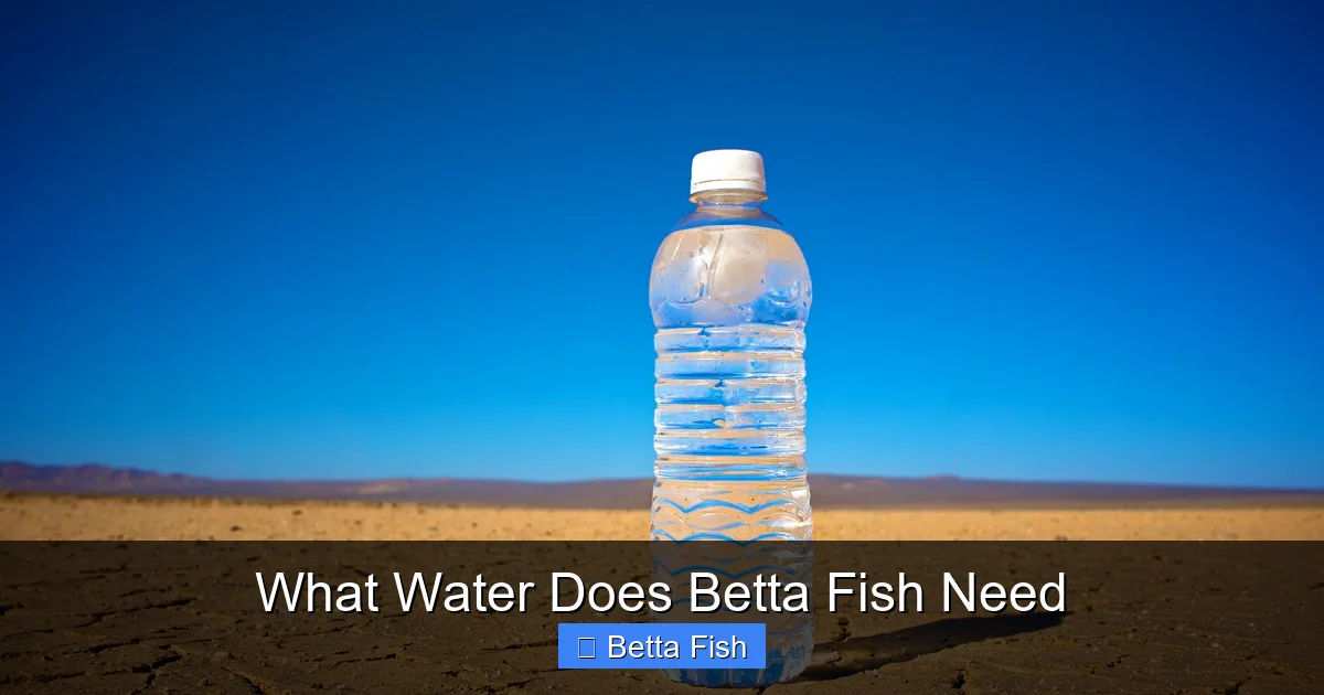 What Water Does Betta Fish Need