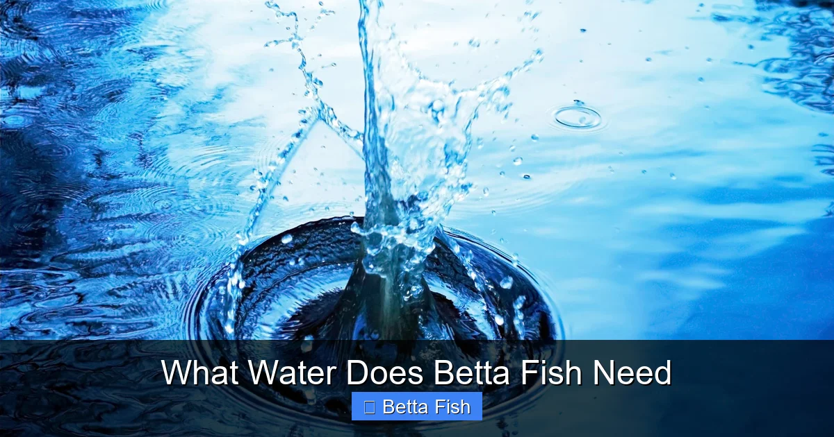 What Water Does Betta Fish Need