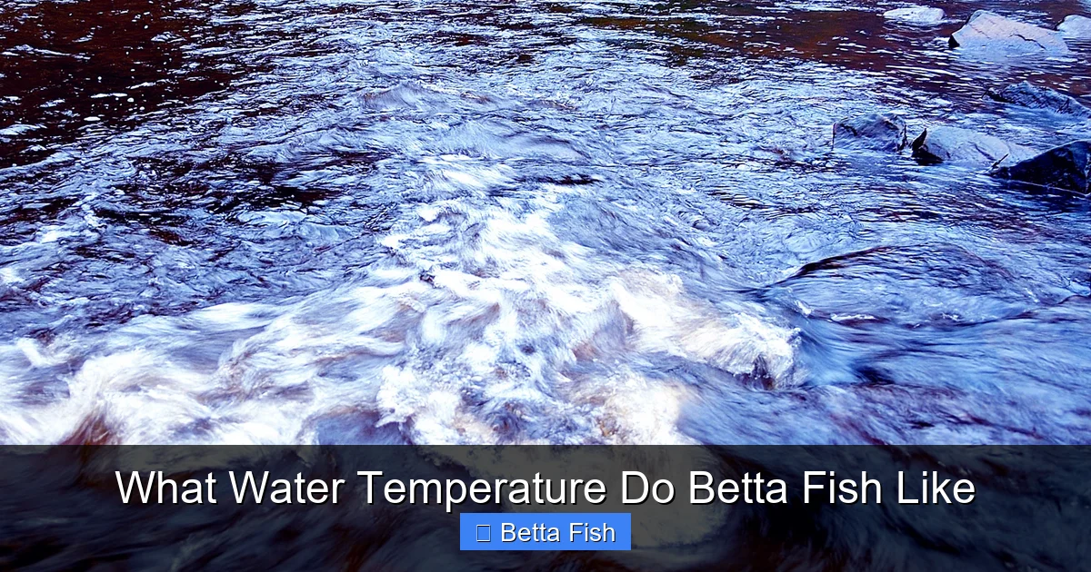 What Water Temperature Do Betta Fish Like