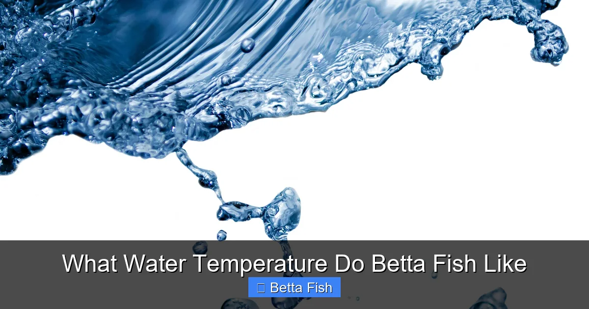 What Water Temperature Do Betta Fish Like