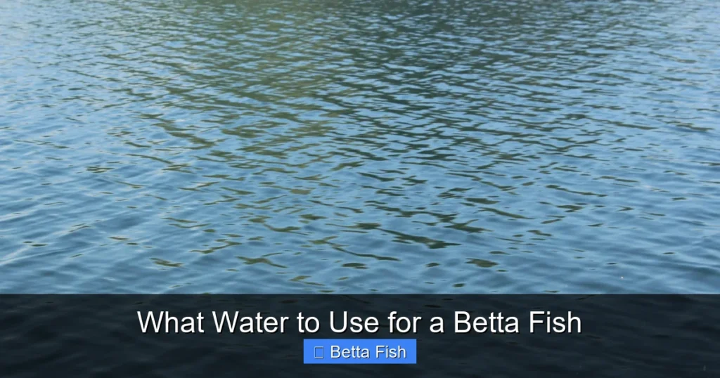 What Water to Use for a Betta Fish