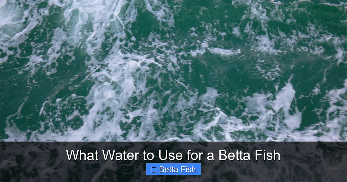 What Water to Use for a Betta Fish