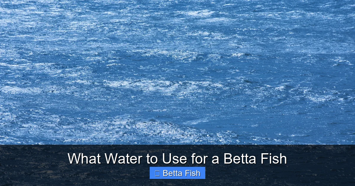 What Water to Use for a Betta Fish