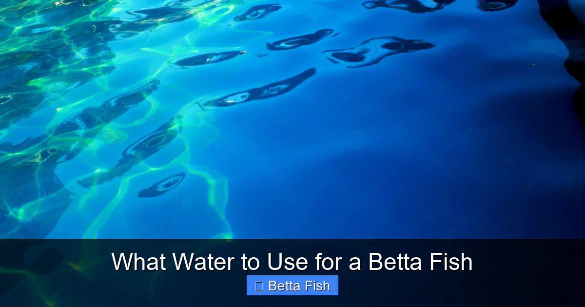 What Water to Use for a Betta Fish