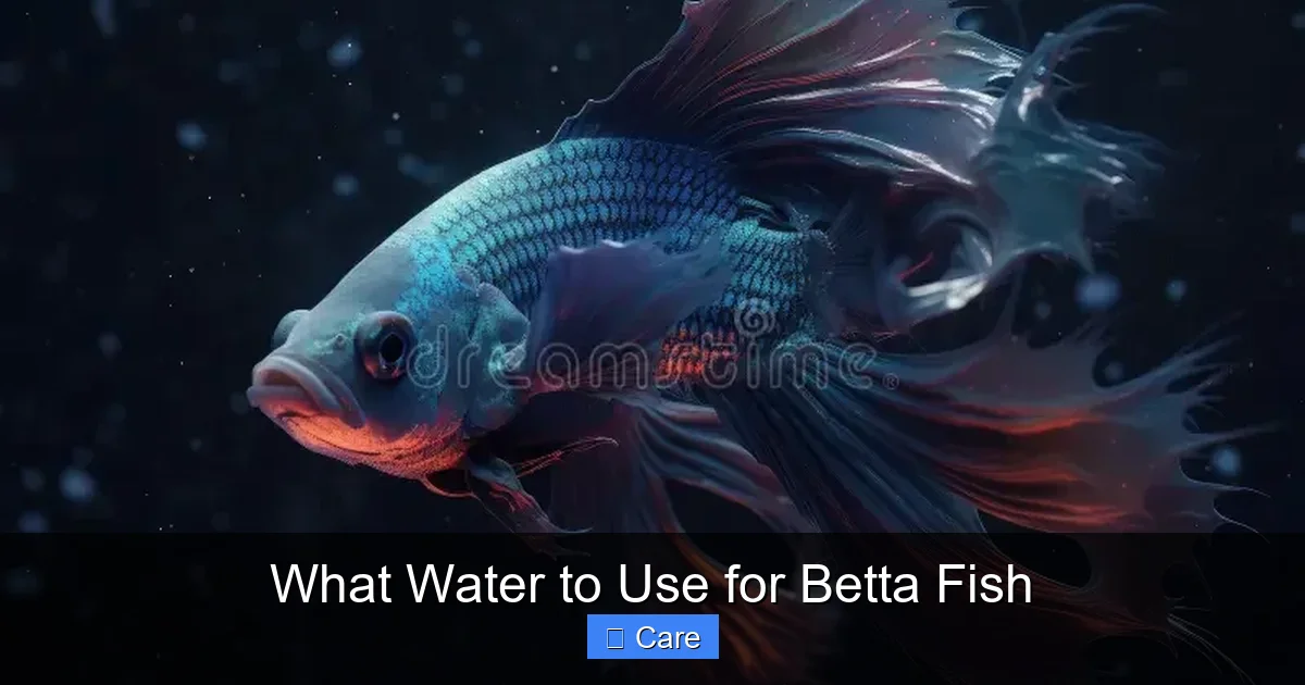 What Water to Use for Betta Fish