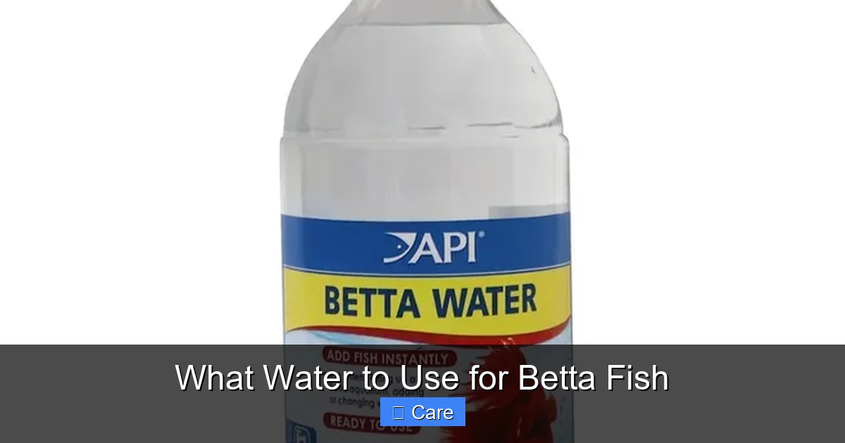 What Water to Use for Betta Fish