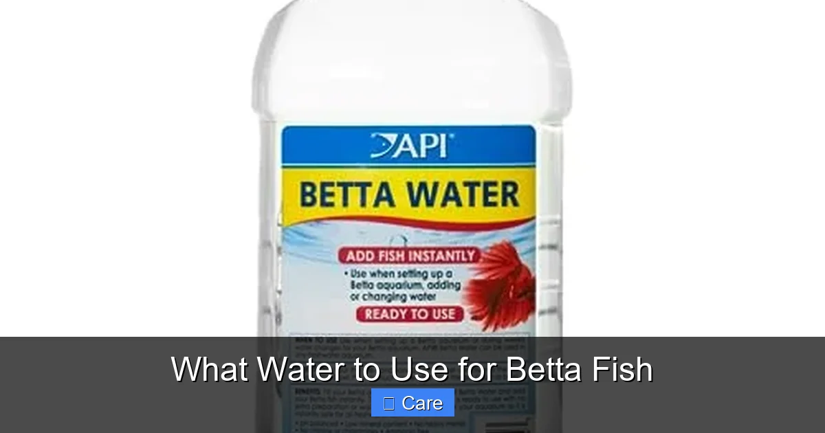 What Water to Use for Betta Fish