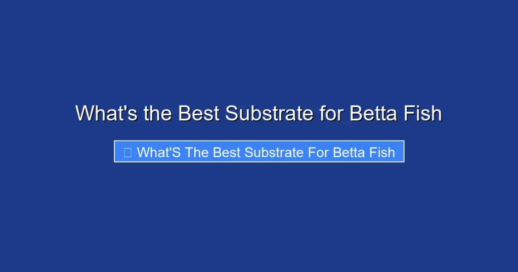 What's the Best Substrate for Betta Fish