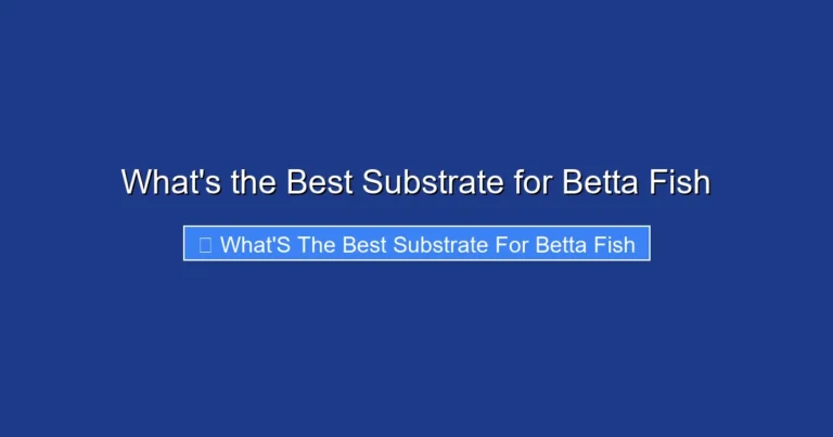 What's the Best Substrate for Betta Fish