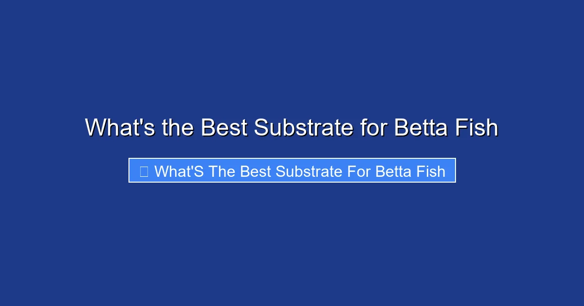 What's the Best Substrate for Betta Fish