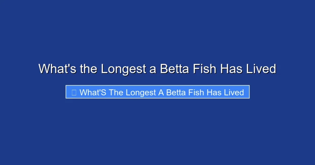 What's the Longest a Betta Fish Has Lived
