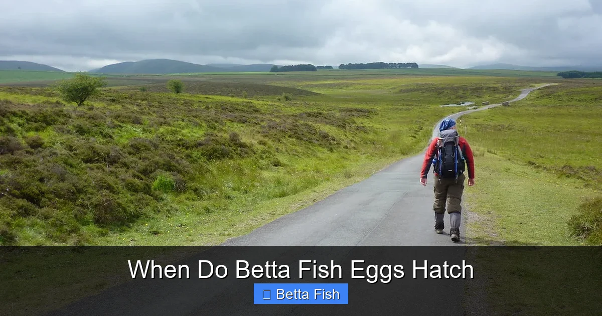When Do Betta Fish Eggs Hatch