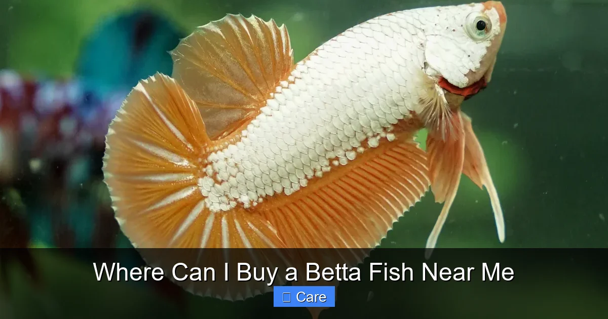 Where Can I Buy a Betta Fish Near Me