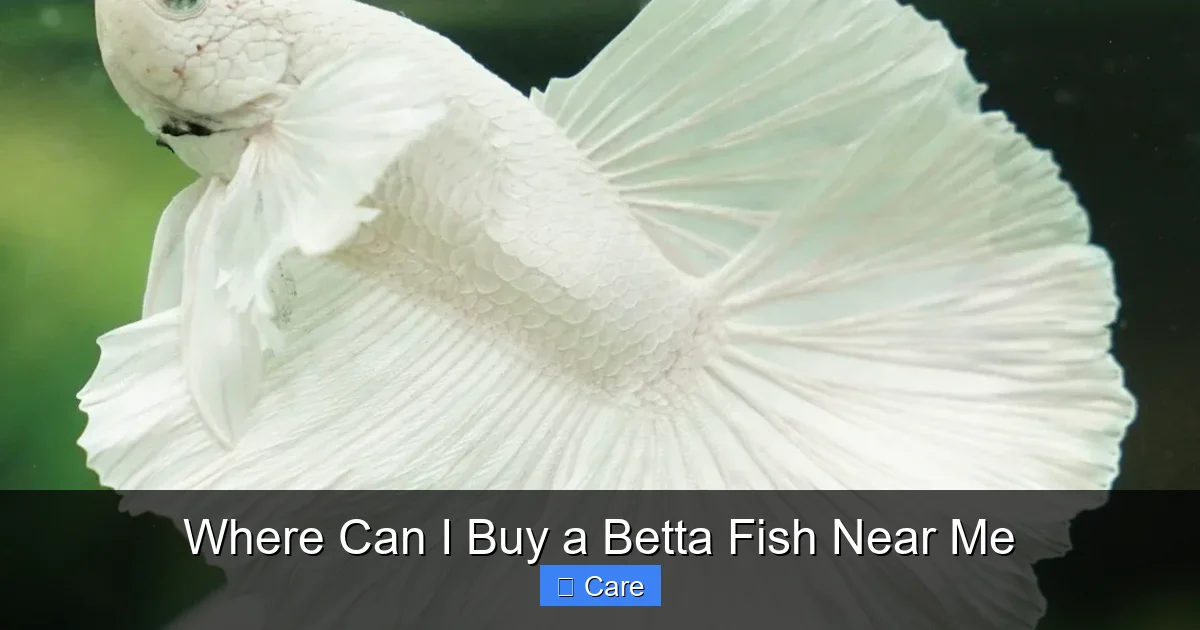 Where Can I Buy a Betta Fish Near Me