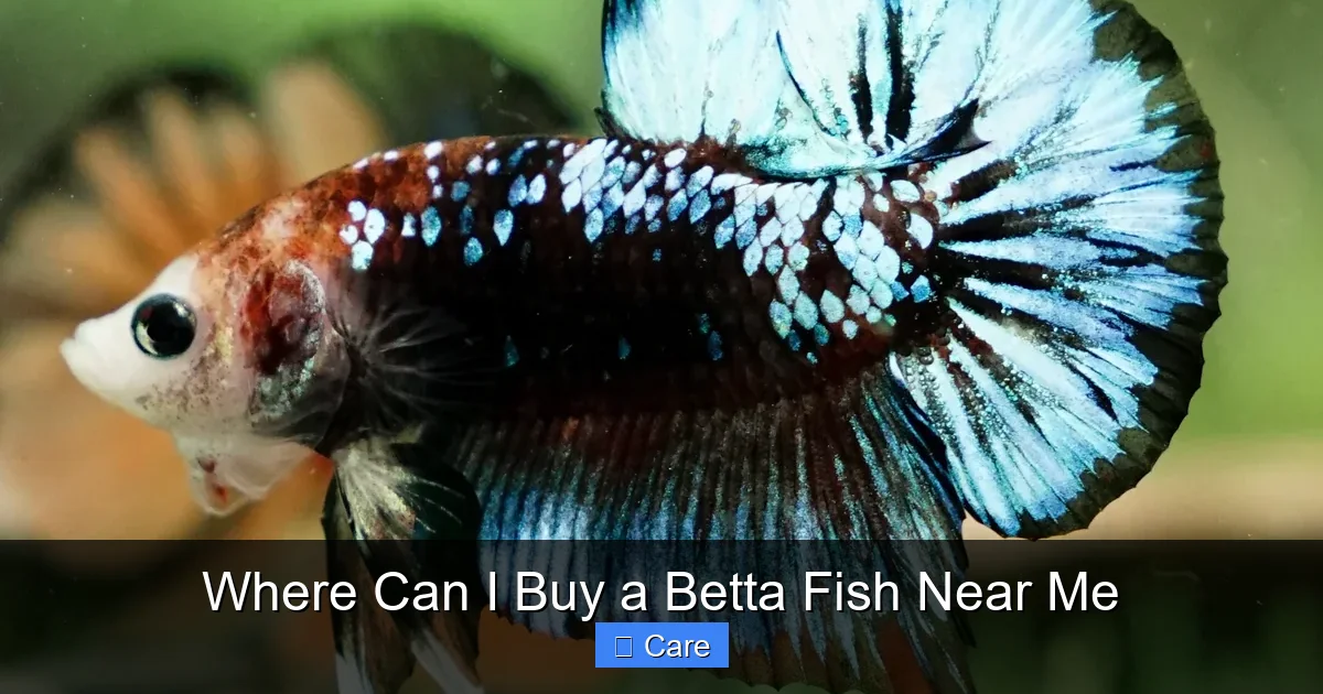 Where Can I Buy a Betta Fish Near Me