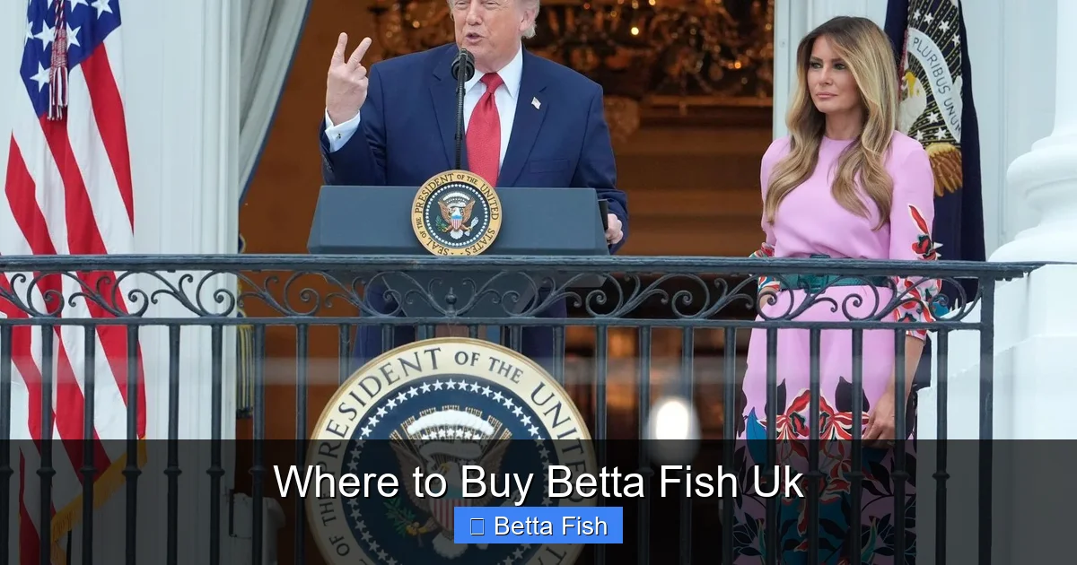 Where to Buy Betta Fish Uk